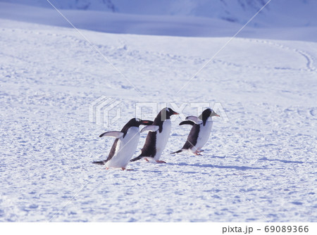ゼンツーペンギン　南極 69089366