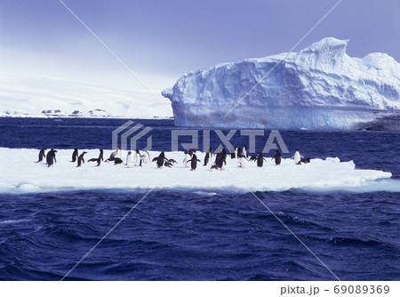 アデリーペンギン　南極 69089369