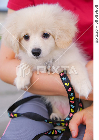 子犬 ミックス犬 ポメックス 抱っこ散歩の写真素材
