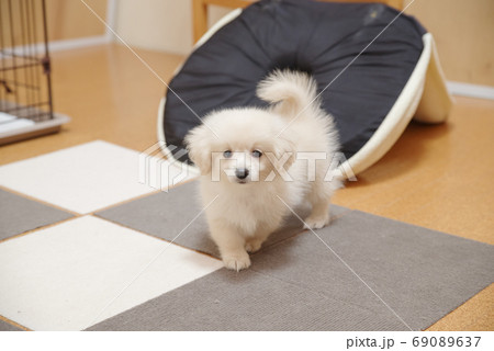 子犬 ミックス犬 ポメックス 子犬 ミックス犬 ポメックス 69089637