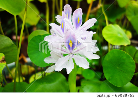 ルーフバルコニーのビオトープ　ホテイ草の花が満開 69089765