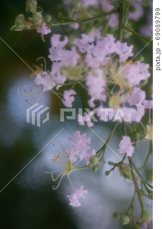 サルスベリ 69089799