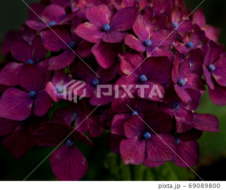 アジサイ 69089800