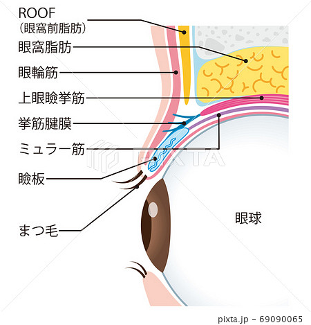 瞼の構造 眼球 断面のイラスト素材