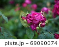 バラの花 69090074