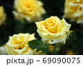 バラの花 69090075