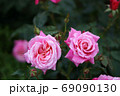 バラの花 69090130