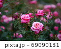 バラの花 69090131