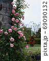 バラの花 69090132