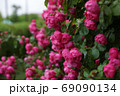 バラの花 69090134