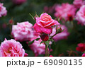 バラの花 69090135