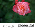 バラの花 69090136