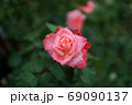 バラの花 69090137
