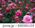 バラの花 69090139