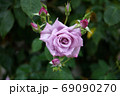 バラの花 69090270