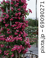 バラの花 69090271