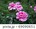 シャクヤクの花 69090651