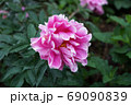 シャクヤクの花 69090839