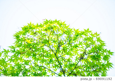 新緑 69091192