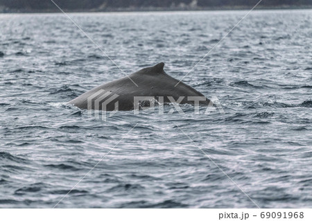 Whale watching cruise Alaska tourist activity destination summer holidays- Humpback whale dorsal fin breaching water 69091968