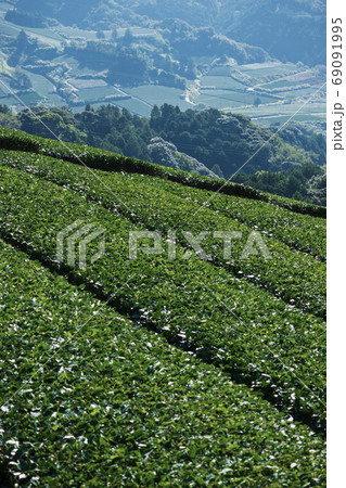お茶畑 69091995