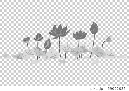 Monochrome Lotus Illustration 3 Stock Illustration