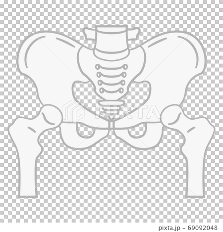 骨盆圖 69092048