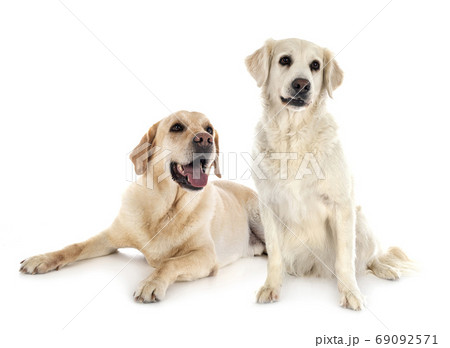 labrador retriever and golden retriever labrador retriever and golden retriever 69092571