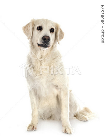 golden retriever in studio golden retriever in studio 69092574