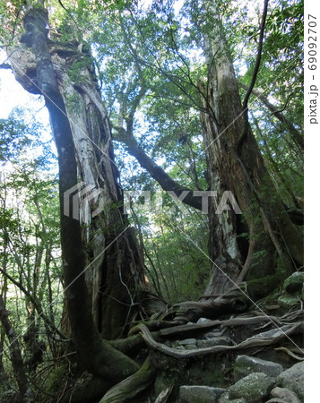 屋久島の森 69092707
