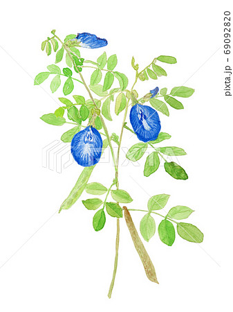 Clitoria Ternatea バタフライピーの花と実のイラスト素材 6909 Clitoria Ternatea バタフライピーの花と実のイラスト素材 6909