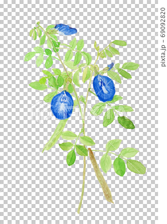 Clitoria ternatea バタフライピーの花と実 69092820