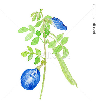 Clitoria Ternatea バタフライピーの花と実のイラスト素材