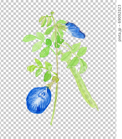 Clitoria ternatea バタフライピーの花と実 69092823