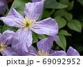 クレマチスの花　薄紫色 69092952
