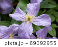 クレマチスの花　薄紫色 69092955
