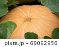 大きなカボチャ　オレンジ色 69092956