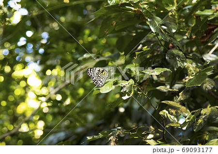 久高島 クボー御嶽で見た蝶 久高島 クボー御嶽で見た蝶 69093177