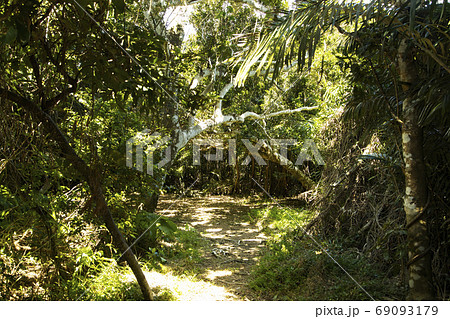 久高島 クボー御嶽 久高島 クボー御嶽 69093179