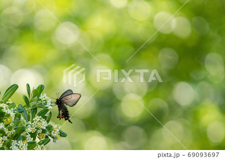 花と戯れるクロアゲハ 69093697
