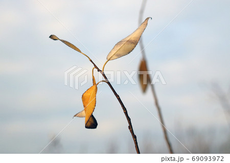 A pair of yellow leaves on a bush branch. The onset of autumn. Cold. Wet damp weather. 69093972