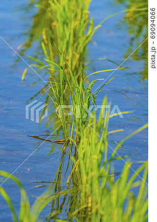 水田　イメージ 69094066