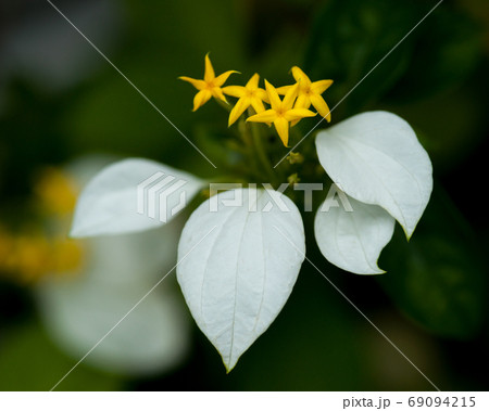 コンロンカの花 69094215