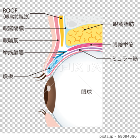 眼瞼結構眼球截面 眼瞼結構眼球截面 69094380