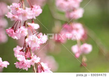 桜 桜 69094470