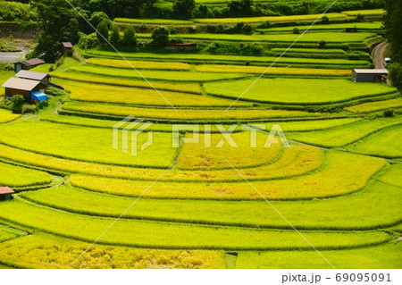 秋のあらぎ島　棚田の風景　和歌山県有田郡有田川町清水 69095091