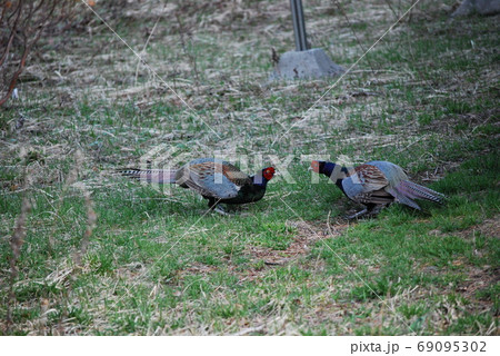 雉の覇権争い 雉の覇権争い 69095302