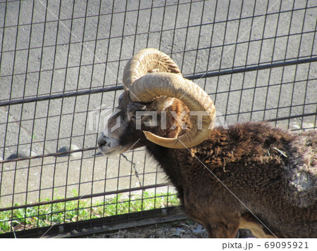 ムフロン 69095921