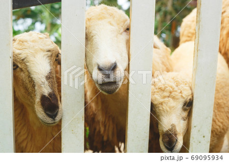Herd of well-groomed cute sheep on a farm 69095934