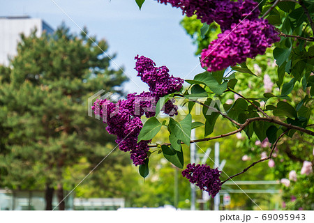 札幌　大通公園　ライラック　リラ　 69095943
